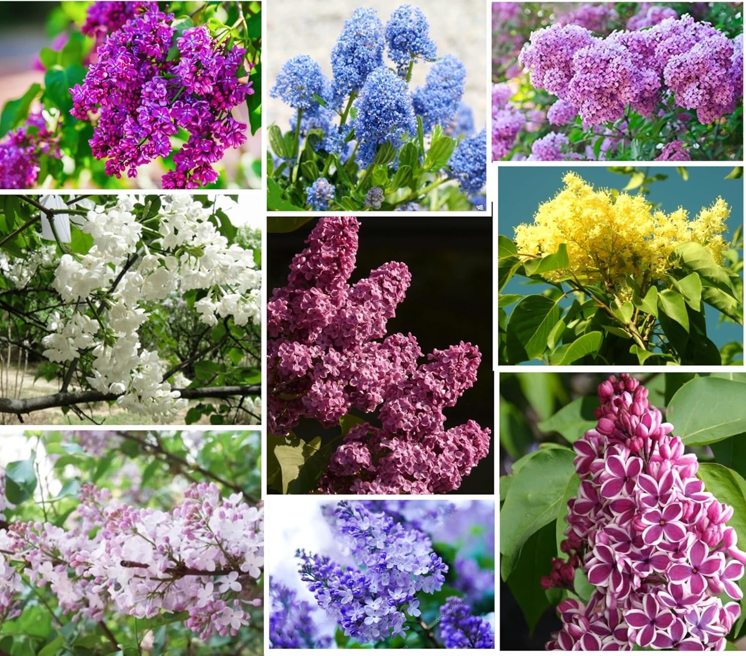 50 Mixed Japanese Lilac Seeds