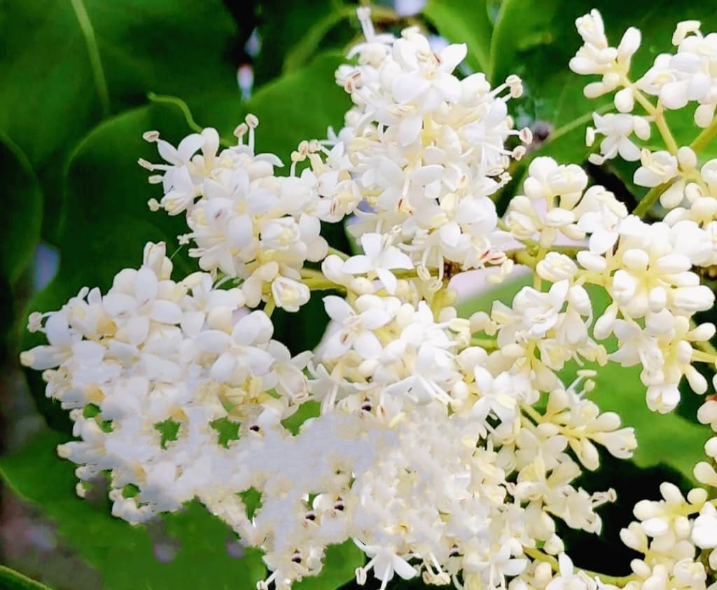 50 Mixed Japanese Lilac Seeds