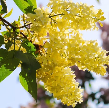 50 Mixed Japanese Lilac Seeds
