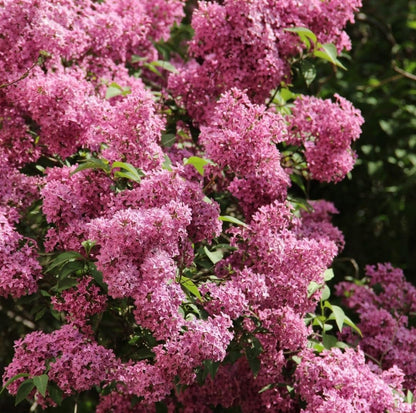 50 Mixed Japanese Lilac Seeds