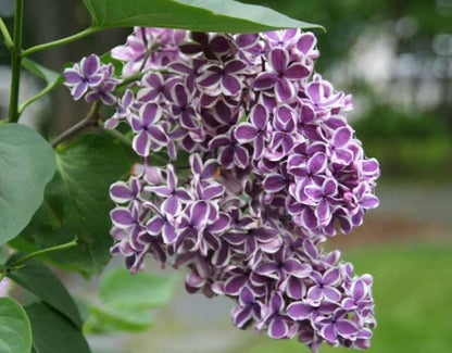 50 Mixed Japanese Lilac Seeds